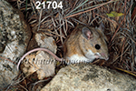 Peromyscus-leucopus tornillo